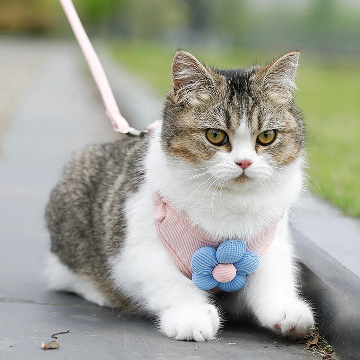 Adjustable Cat & Dog Harness Set