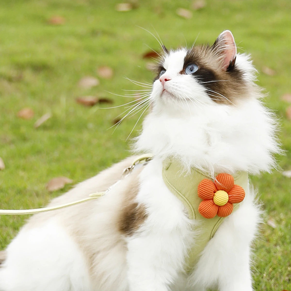 Adjustable Cat & Dog Harness Set